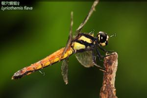 <a href="https://taieol.tw/muse/digi_object/25a828e823664015c27b028a12ec20e9" target="_blank">樹穴蜻蜓／By：曹美華／台灣蜻蜓網路圖鑑The Dragonflies of Taiwan</a>