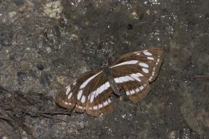 20090927_347169_Neptis philyroides sonani_a.jpg