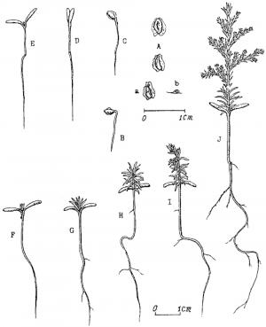 <a href="https://taieol.tw/muse/digi_object/9ca9d7160ec9962d8de673778a3a45a8" target="_blank">臺灣扁柏／By：Seeds of the economically important trees in Taiwan／Seeds of the economically important trees in Taiwan</a>