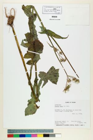 <a href="https://brmas.openmuseum.tw/muse/digi_object/0692b47bb499fc7aaf1e046d7fa52748" target="_blank">苦滇菜(苦菜)／中央研究院生物多樣性研究博物館植物標本館 (HAST)</a>