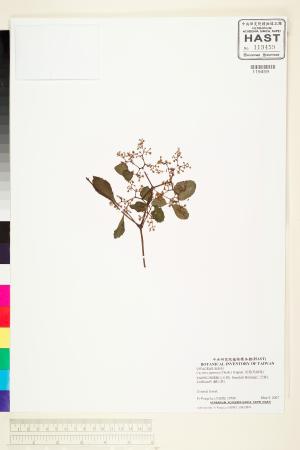 <a href="https://brmas.openmuseum.tw/muse/digi_object/06b153cff591145b4c316de828068a07" target="_blank">虎葛(烏斂莓)／中央研究院生物多樣性研究博物館植物標本館 (HAST)</a>