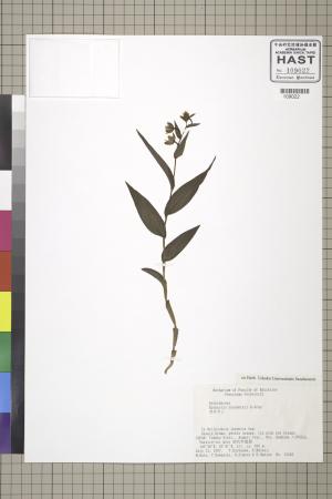 <a href="https://brmas.openmuseum.tw/muse/digi_object/06ba138be85635b19e9cbfe1d4b025a4" target="_blank">鈴蘭屬／中央研究院生物多樣性研究博物館植物標本館 (HAST)</a>