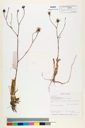 <a href="https://brmas.openmuseum.tw/muse/digi_object/06c327b39fa8b916d58b1ab670d9c69c" target="_blank">玉山毛蓮菜／中央研究院生物多樣性研究博物館植物標本館 (HAST)</a>