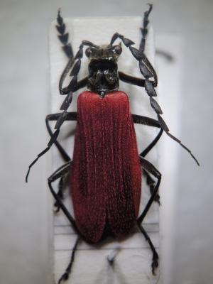 Lycocerus nigricollis Wittmer, 1984