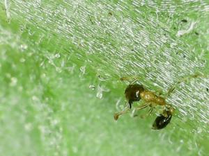 <a href="https://taieol.tw/muse/digi_object/18d6ec23ac35712cbfa6c654684ada9b" target="_blank">花居單家蟻／By：naturalist81239／iNaturalist</a>