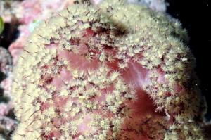 短枝棘穗軟珊瑚