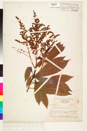 <a href="https://brmas.openmuseum.tw/muse/digi_object/06fcee74c1726b536a2f062cc12a432c" target="_blank">筆羅子／中央研究院生物多樣性研究博物館植物標本館 (HAST)</a>