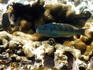 <a href="https://taieol.tw/muse/digi_object/d45c9ef1693b30096b98a241a51c1ef1" target="_blank">五帶錦魚／By：langzi／iNaturalist</a>