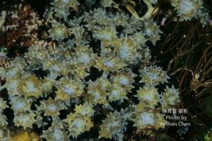 <a href="https://taieol.tw/muse/digi_object/a9cebf8b24aeeff8d36f9f309713d485" target="_blank">喇叭藻／By：陳育賢／臺灣物種名錄(TaiCOL)</a>
