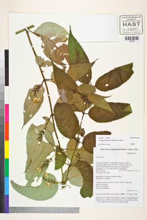 <a href="https://brmas.openmuseum.tw/muse/digi_object/07260e9233e0a936dad790fe46054369" target="_blank">Leycesteria／中央研究院生物多樣性研究博物館植物標本館 (HAST)</a>