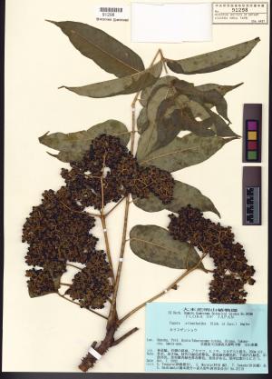<a href="https://brmas.openmuseum.tw/muse/digi_object/072dc0fb6bf11f24d86d79d644df330a" target="_blank">食茱萸／中央研究院生物多樣性研究博物館植物標本館 (HAST)</a>