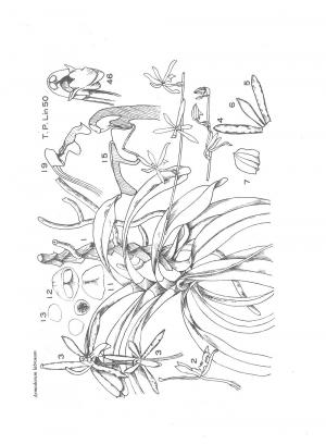 <a href="https://taieol.tw/muse/digi_object/34caf416b7052cc0fd7d179baf987781" target="_blank">龍爪蘭／By：台灣蘭科植物2／臺灣維管束植物簡誌</a>