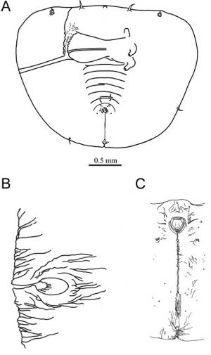 Gigaleurodes lithocarpi  (Takahashi, 1931)  三斗柯粉蝨