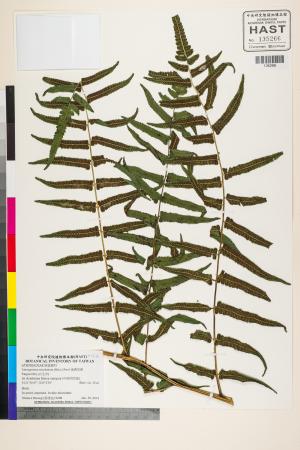 <a href="https://brmas.openmuseum.tw/muse/digi_object/077eeac6c220f9a9915f4faf7153c741" target="_blank">過溝菜蕨／中央研究院生物多樣性研究博物館植物標本館 (HAST)</a>