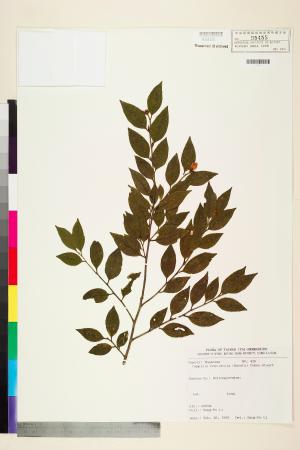 <a href="https://brmas.openmuseum.tw/muse/digi_object/078a08de1c8aa27d7d7f736ff55c2105" target="_blank">短柱山茶／中央研究院生物多樣性研究博物館植物標本館 (HAST)</a>