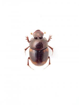 Onthophagus (Gibbonthophagus) proletarius Harold, 1875