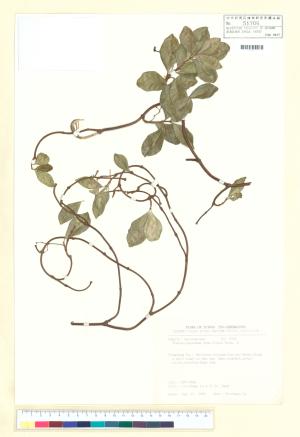 <a href="https://brmas.openmuseum.tw/muse/digi_object/079a877771b143a110bfae1c3084d794" target="_blank">台灣絡石／中央研究院生物多樣性研究博物館植物標本館 (HAST)</a>