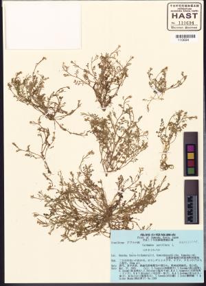 <a href="https://brmas.openmuseum.tw/muse/digi_object/07a5e832d37644dc7903e59d6616eacc" target="_blank">碎米薺屬／中央研究院生物多樣性研究博物館植物標本館 (HAST)</a>