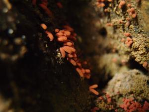 Arcyria denudata(暗紅團網黏菌)