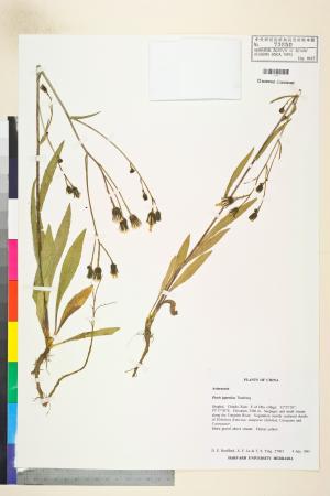 <a href="https://brmas.openmuseum.tw/muse/digi_object/07f995d366e11fc578beab4dca1e22d7" target="_blank">毛蓮菜屬／中央研究院生物多樣性研究博物館植物標本館 (HAST)</a>
