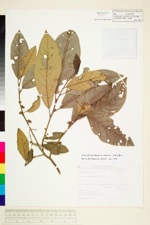 <a href="https://brmas.openmuseum.tw/muse/digi_object/081ba0faed80eb092176a833853f46cf" target="_blank">屏東木薑子／中央研究院生物多樣性研究博物館植物標本館 (HAST)</a>