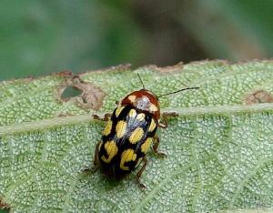 <a href="https://taieol.tw/muse/digi_object/51b670753176403553a2e261f5336e3a" target="_blank">Cryptocephalus luteosignatus／By：謝怡萱／臺灣物種名錄(TaiCOL)</a>