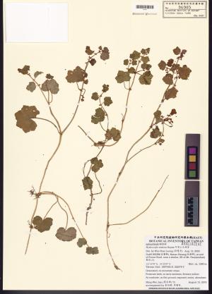 <a href="https://brmas.openmuseum.tw/muse/digi_object/08226b91cf67c98e490c7fba926e16be" target="_blank">阿里山天胡荽／中央研究院生物多樣性研究博物館植物標本館 (HAST)</a>