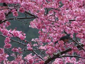 <a href="https://taieol.tw/muse/digi_object/df3e80126965fb0b95cf38f185b116d2" target="_blank">白耳畫眉／By：naturalist14740／iNaturalist</a>