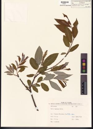 <a href="https://brmas.openmuseum.tw/muse/digi_object/08319c0a8bdc6c7811f19fa0b1ac83c8" target="_blank">花蓮柳／中央研究院生物多樣性研究博物館植物標本館 (HAST)</a>