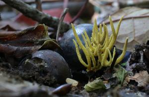 Penicilliopsis clavariaeformis(珊瑚菌狀擬青黴菌) 