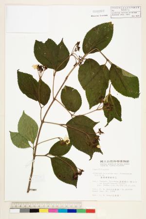 <a href="https://brmas.openmuseum.tw/muse/digi_object/084414634e69a986732e87d0c363a301" target="_blank">臺灣蝴蝶戲珠花／中央研究院生物多樣性研究博物館植物標本館 (HAST)</a>