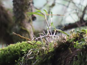 <a href="https://taieol.tw/muse/digi_object/08e5c50a99a57c2f39ef70b6e33977cf" target="_blank">石斛／By：benny-lin／iNaturalist</a>