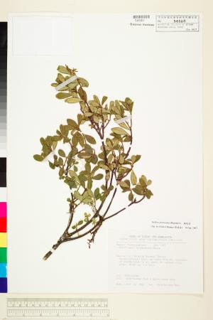 <a href="https://brmas.openmuseum.tw/muse/digi_object/0863abbf61df8b68e6f92301e188357f" target="_blank">矮瑞香／中央研究院生物多樣性研究博物館植物標本館 (HAST)</a>