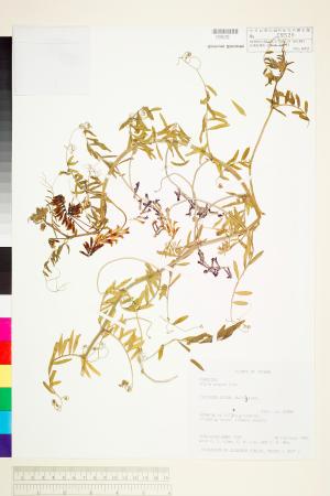 <a href="https://brmas.openmuseum.tw/muse/digi_object/0864b3a6fc618e2afced151948a1a130" target="_blank">多花野碗豆／中央研究院生物多樣性研究博物館植物標本館 (HAST)</a>