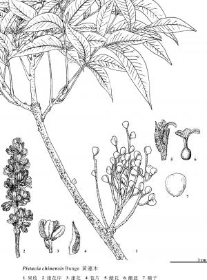 <a href="https://taieol.tw/muse/digi_object/b01f64f823caafc1e69a56b31ae7f6f0" target="_blank">黃連木／By：金門植物誌／金門國家公園管理處</a>