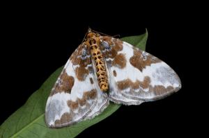<a href="https://taieol.tw/muse/digi_object/ef3364f043456be1fc8bb5ffd0ffb1bc" target="_blank">Callabraxas fabiolaria candida／By：吳士緯／臺灣物種名錄(TaiCOL)</a>