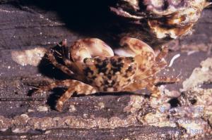 小厚紋蟹 