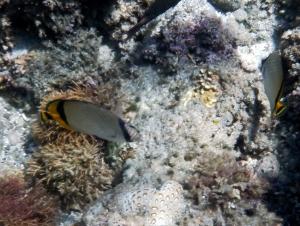 <a href="https://taieol.tw/muse/digi_object/3e9952e57497fc876fa5b32acdfe71bc" target="_blank">飄浮蝴蝶魚／By：langzi／iNaturalist</a>