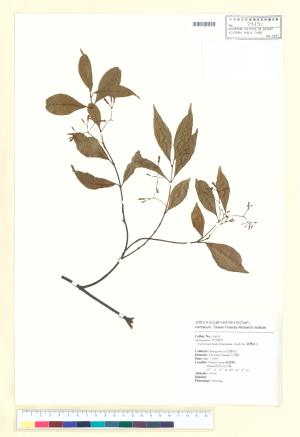 <a href="https://brmas.openmuseum.tw/muse/digi_object/08a59367e0ee472632568156f4b2ba29" target="_blank">台灣絡石／中央研究院生物多樣性研究博物館植物標本館 (HAST)</a>