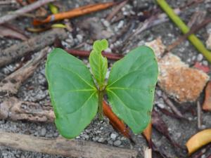 <a href="https://taieol.tw/muse/digi_object/e1f47f1910cc0950486809287bc2eeda" target="_blank">欖仁／By：leaf0605／iNaturalist</a>