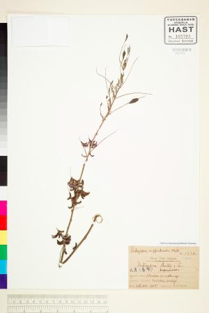 <a href="https://brmas.openmuseum.tw/muse/digi_object/08aedd156b4d0c35fc8bfc5bcf28a782" target="_blank">野木藍／中央研究院生物多樣性研究博物館植物標本館 (HAST)</a>