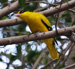 <a href="https://taieol.tw/muse/digi_object/707be7724479753f23145ece38f4c31e" target="_blank">黃鸝／By：deerjacksonhu／iNaturalist</a>