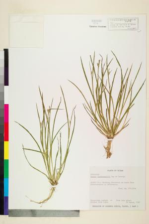 <a href="https://brmas.openmuseum.tw/muse/digi_object/08d00551c4424ef51fdda745d73a58a9" target="_blank">錢蒲／中央研究院生物多樣性研究博物館植物標本館 (HAST)</a>