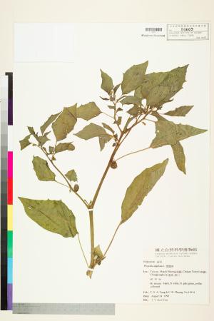 <a href="https://brmas.openmuseum.tw/muse/digi_object/08da038a79491dc946db16143a26942d" target="_blank">燈籠草(苦蘵)／中央研究院生物多樣性研究博物館植物標本館 (HAST)</a>