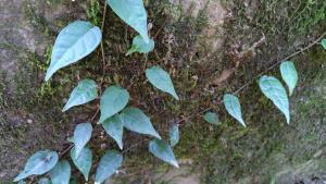 <a href="https://taieol.tw/muse/digi_object/a81452b32558c6751bd1db96a761ee72" target="_blank">雞屎藤／By：tinowang／iNaturalist</a>