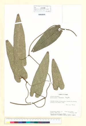 <a href="https://brmas.openmuseum.tw/muse/digi_object/08dfdf1f2bda4f02143040bf1434ecdc" target="_blank">台灣馬兜鈴／中央研究院生物多樣性研究博物館植物標本館 (HAST)</a>