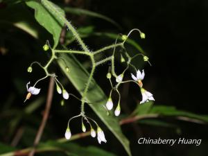 <a href="https://taieol.tw/muse/digi_object/50fa2e6ce4fbaf08ca9d39fb7c266ca8" target="_blank">白英／By：chinaberryhuang／iNaturalist</a>