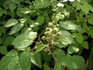 <a href="https://taieol.tw/muse/digi_object/656a6a95ae07ac5d0669d9fb985f1846" target="_blank">小梣葉懸鉤子／By：Hsiengan Huang／臺灣物種名錄(TaiCOL)</a>