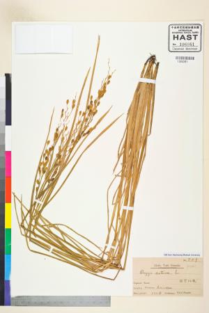 <a href="https://brmas.openmuseum.tw/muse/digi_object/091796f3a97d974264d4aedb4272bf18" target="_blank">稻／中央研究院生物多樣性研究博物館植物標本館 (HAST)</a>