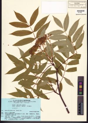 <a href="https://brmas.openmuseum.tw/muse/digi_object/0921c33cdb8c52cd30c11f09215254dc" target="_blank">花楸屬／中央研究院生物多樣性研究博物館植物標本館 (HAST)</a>